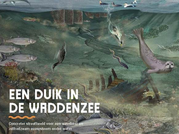 Cover brochure streefbeeld onderwater natuur