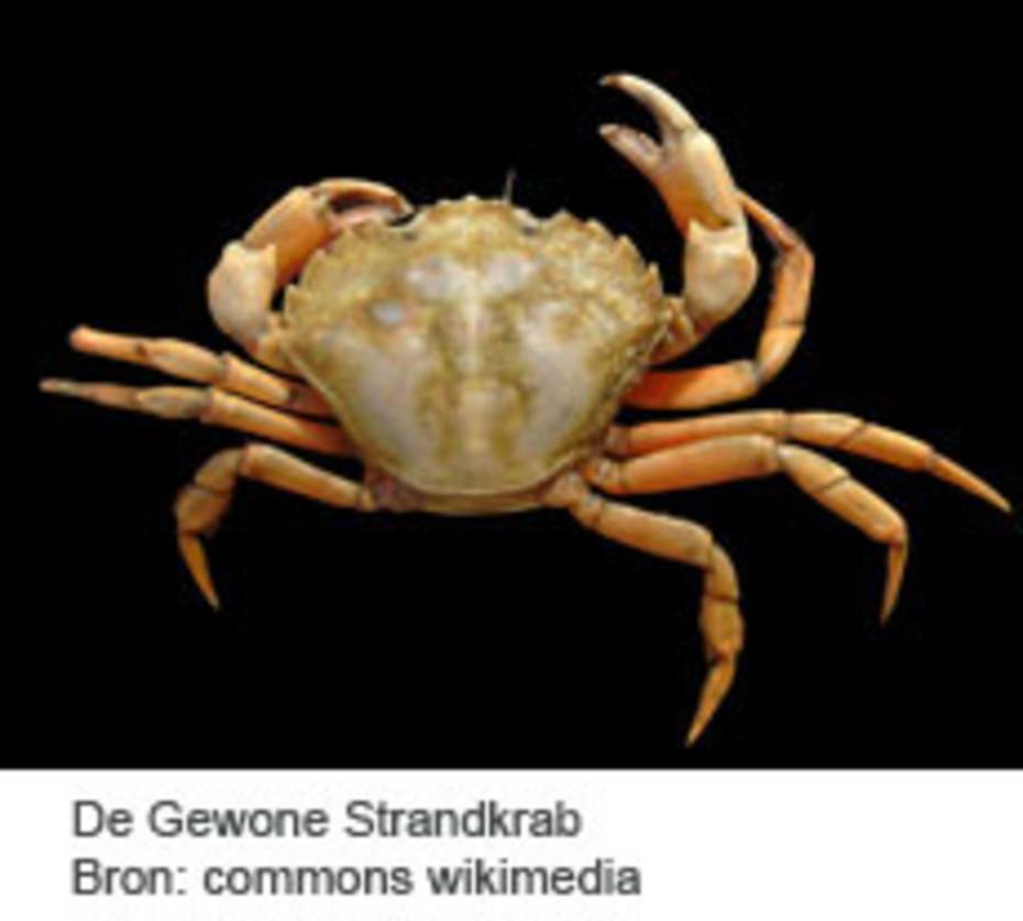 De gewone strandkrab