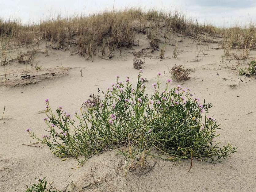 Dune vegetation Rottum