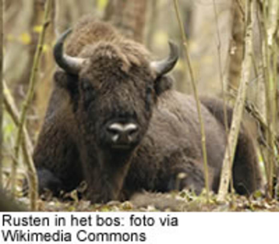 Rusten in het bos: foto via Wikimedia Commons