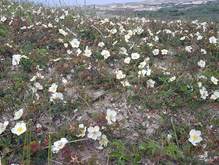 Duinroos (Rosa pimpinellifolia) is uitstekend aangepast aan stuivend zand. Foto: Ben Kruijsen.