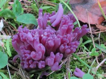 Clavaria zollingeri, een opvallend paars gekleurde ametistknotszwam. Bron: Wikimedia