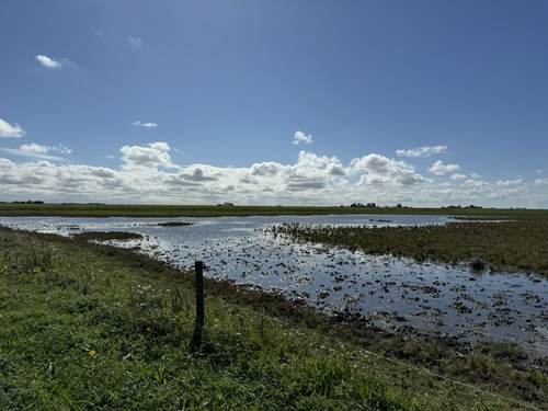 Kwelders bij Marrum. Foto: TS