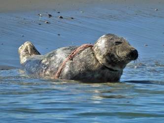 Grijze zeehond met een stuk afval uit zee om de nek. Foto: Zeehondencentrum