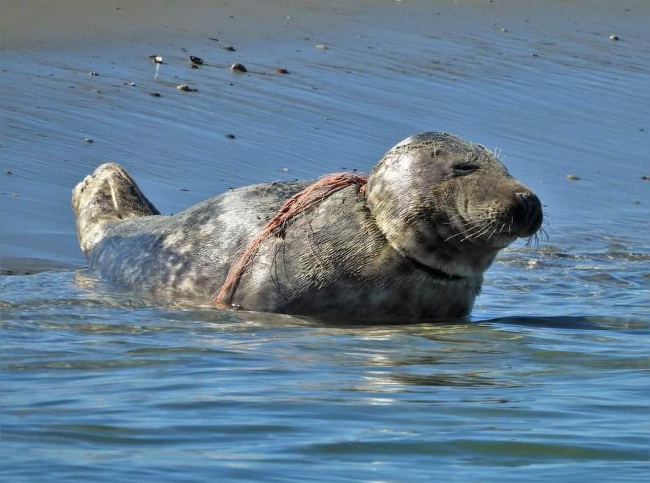 Grijze zeehond met een stuk afval uit zee om de nek. Foto: Zeehondencentrum