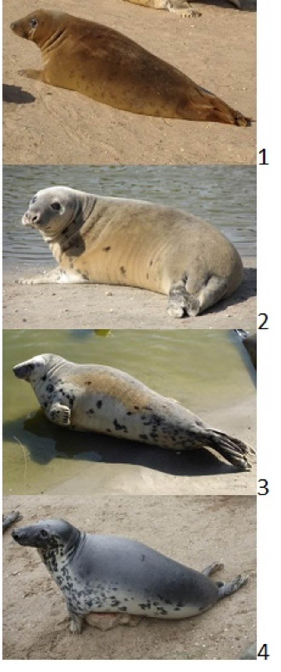 Stadia van rui bij grijze zeehonden. Bron: J. Schop et al.