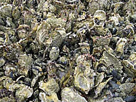 Een bank met Japanse oesters en mosselen. Foto: A. Markert