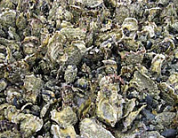 Een bank met Japanse oesters en mosselen. Foto: A. Markert