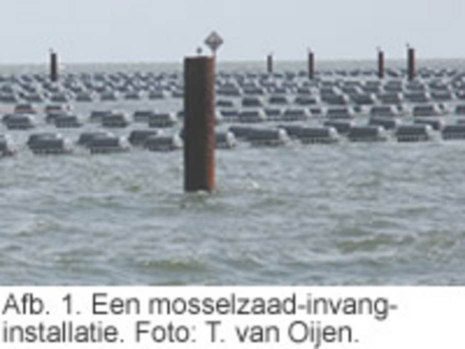 Afb. 1. Een mosselzaad-invanginstallatie. Foto: T. van Oijen.