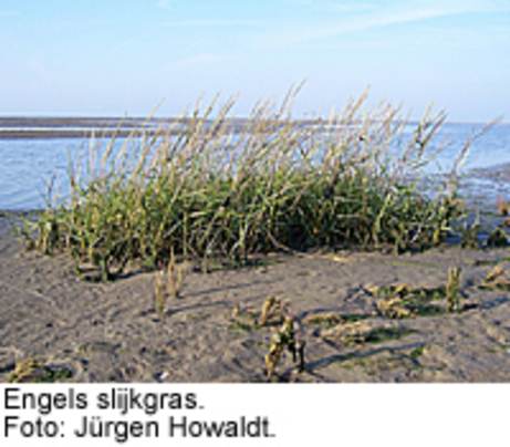 Engels slijkgras. Foto: Jürgen Howaldt.
