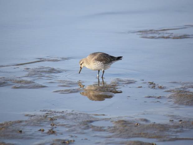 Cover Staat van de natuur Waddenzee