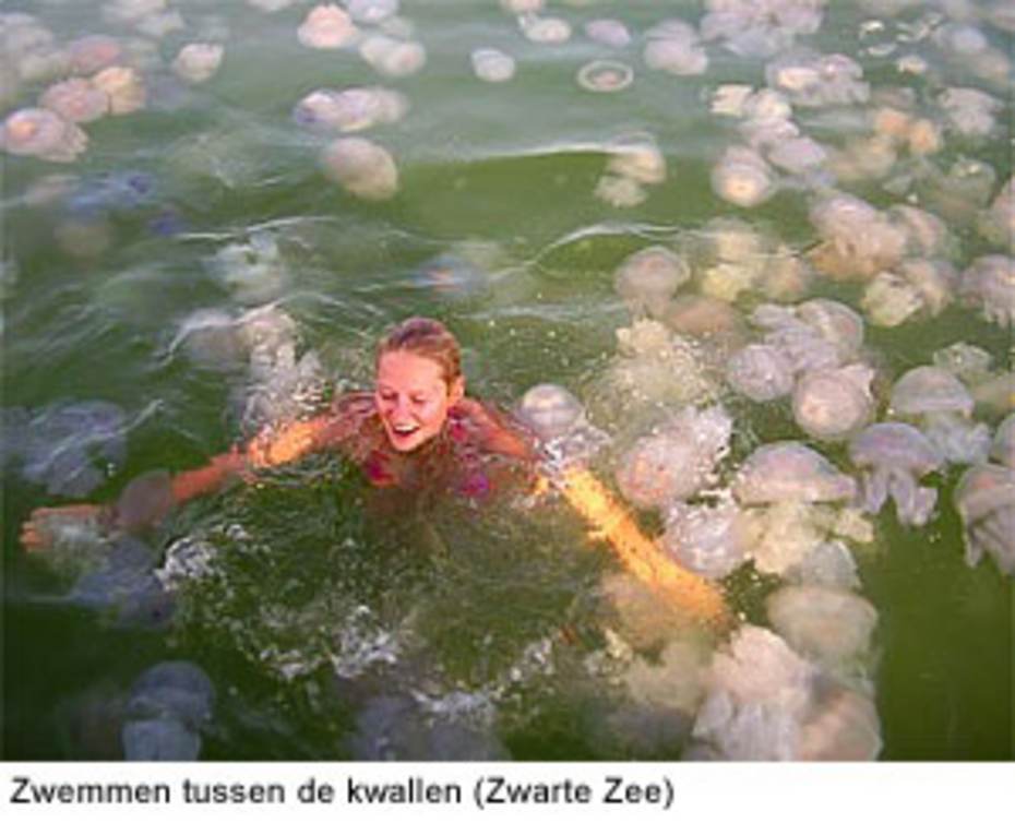 Zwemmen tussen de kwallen (Zwarte Zee)