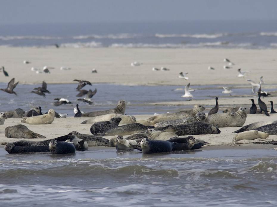 Gewone zeehonden lijken stille dieren, maar de mannetjes kunnen aardig wat geluid produceren. Foto: Saxifraga-Mark Zekhuis