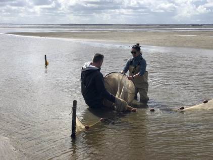 Fishing at the salt marsh of Schiermonnikoog. Photo: Johan Krol