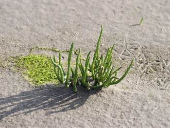 Zeekraal. Foto: https://beeldbank.rws.nl, Rijkswaterstaat / Harry van Reeken 