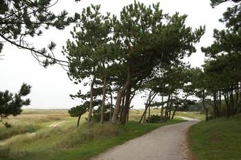 [Translate to english:] Terschellinger duinlandschap. Foto: Jacob van der Vaart/Fryske Akademy