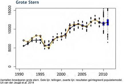 Aantallen broedparen grote stern. Gele lijn: tellingen, zwarte lijn: resultaten geïntegreerd populatiemodel. Uit van der Jeugd et.al. 2014