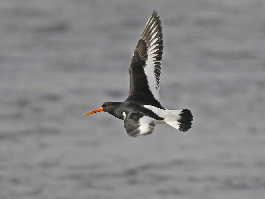 Scholekster. Bron: Saxifrafa-Ab H Baas