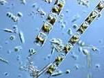 Fytoplankton. (Foto: De Vleet ? Jolanda van Iperen)