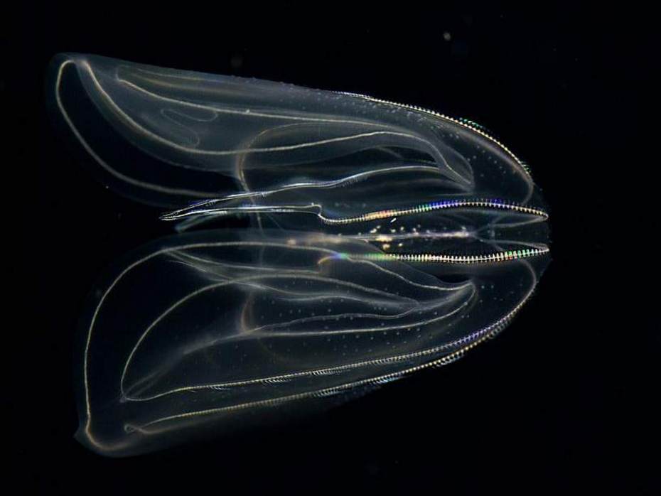 Ribkwal. Foto: Petra Urbanek (Eigen werk) [CC BY-SA 4.0 (http://creativecommons.org/licenses/by-sa/4.0)], via Wikimedia Commons