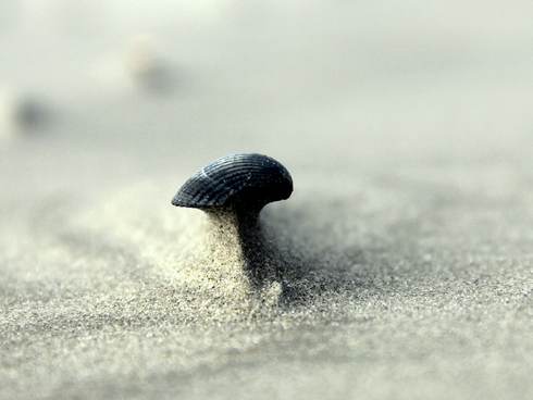 Een klein duintje dat zich onder een kokkel heeft gevormd. Foto: Henk Postma
