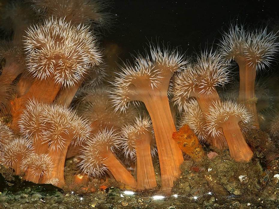 De zee-anjelier kan zich ongeslachtelijk voortplanten door afsplitsing van de voet. Bron: http://www.freenatureimages.eu; Foto Fitis-Sytske Dijksen