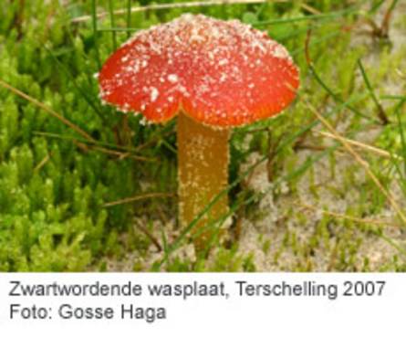 Zwartwordende wasplaat, Terschelling 2007. Foto: Gosse Haga