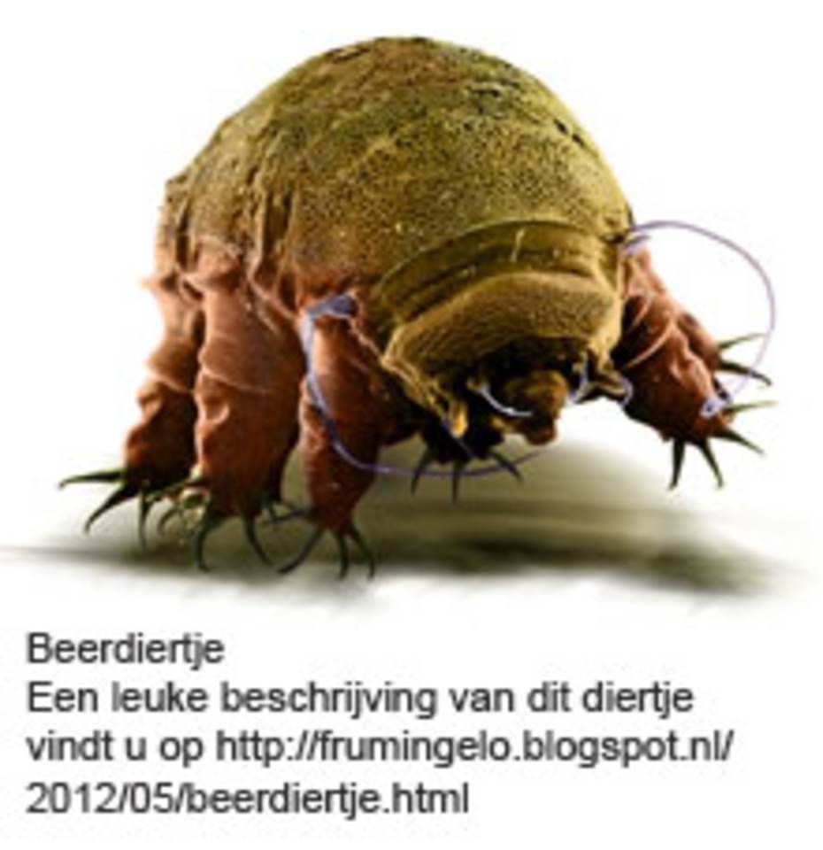 Beerdiertje. Klik op de afbeelding om naar een beschrijving van het beerdiertje te gaan op http://frumingelo.blogspot.nl/2012/05/beerdiertje.html