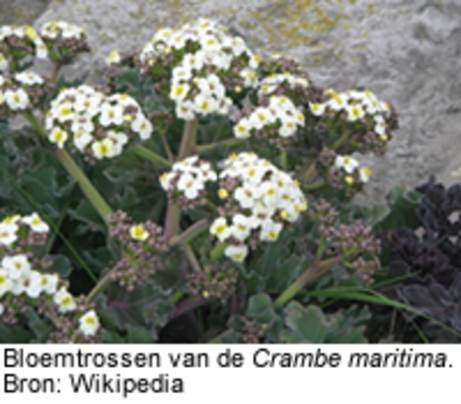 Bloemtrossen van de Crambe maritima. Bron: Wikipedia.
