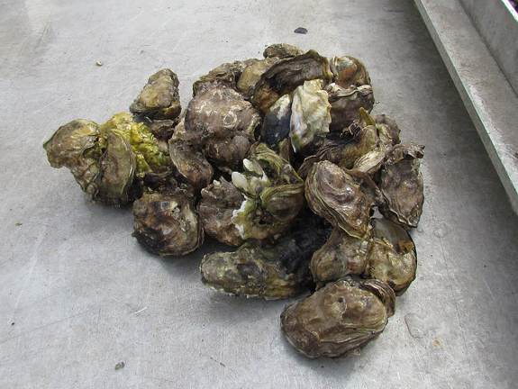 Japanse oesters voor consumptie