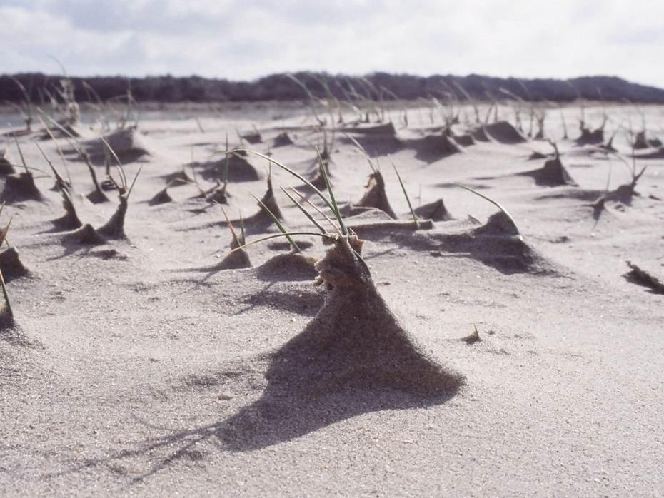 Biestarwegras vangt zand in (foto Anton van Haperen)