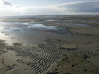 De bodem van de Waddenzee is rijk aan bacteriën en virussen. Bron: Saxifraga-Marijke Verhagen