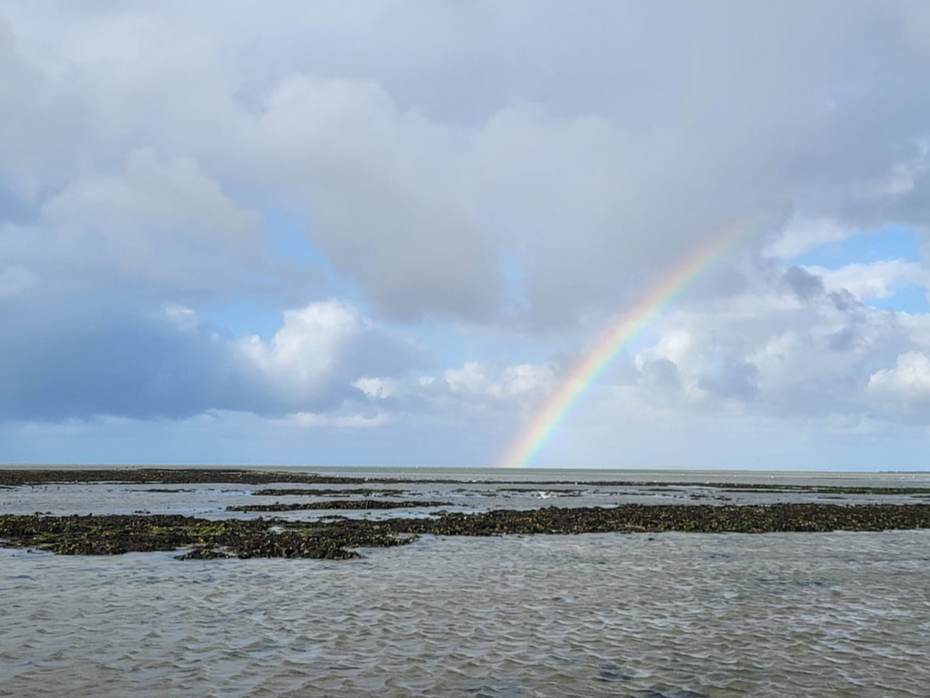 Een mossel-oesterbank nabij Terschelling. Foto: Caterina Coral