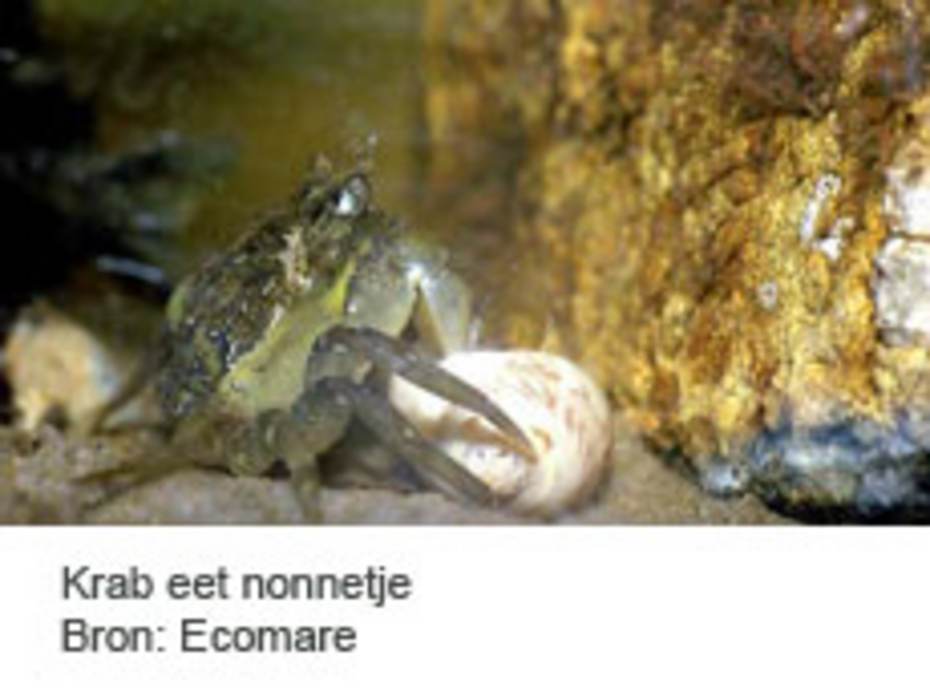 krab eet nonnetje
