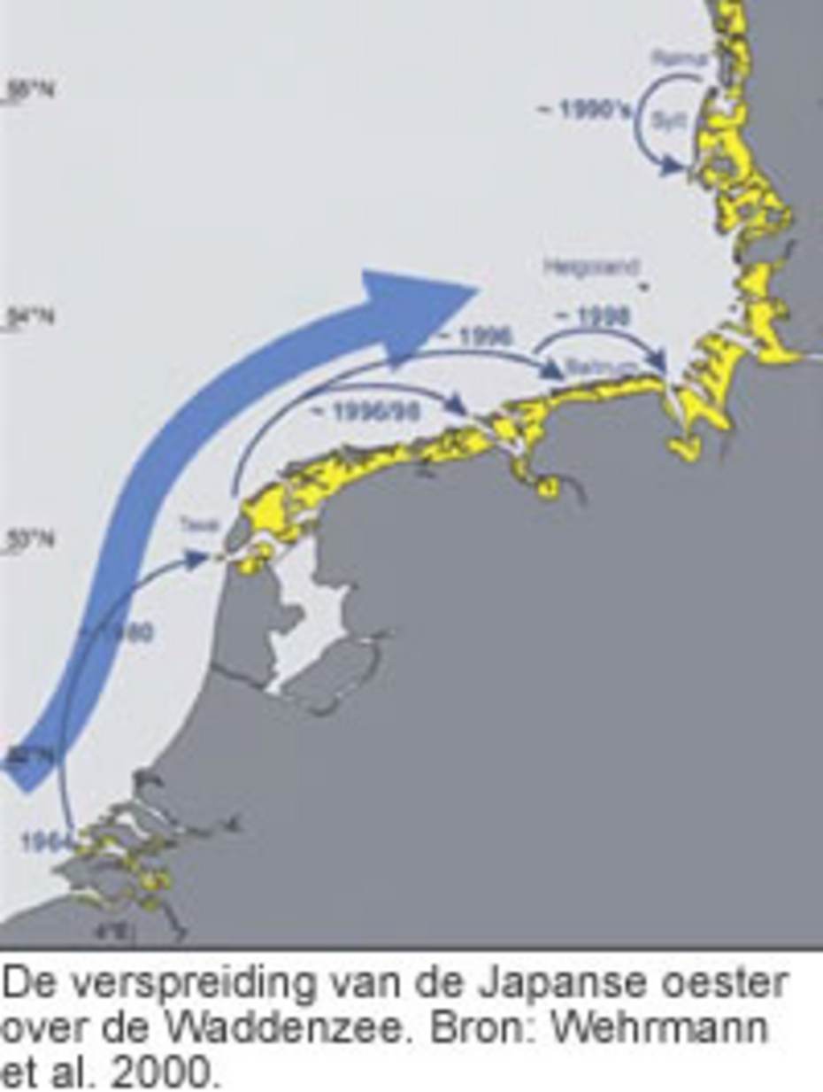 De verspreiding van de Japanse oester over de Waddenzee. Bron: Wehrmann et al. 2000, klik op de afbeelding voor een vergroting