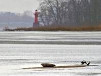 Zeehond in de Elbe. Foto: E.J. Herrmann