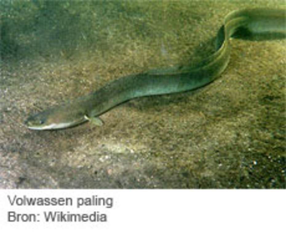 Volwassen Paling. Bron: Wikimedia