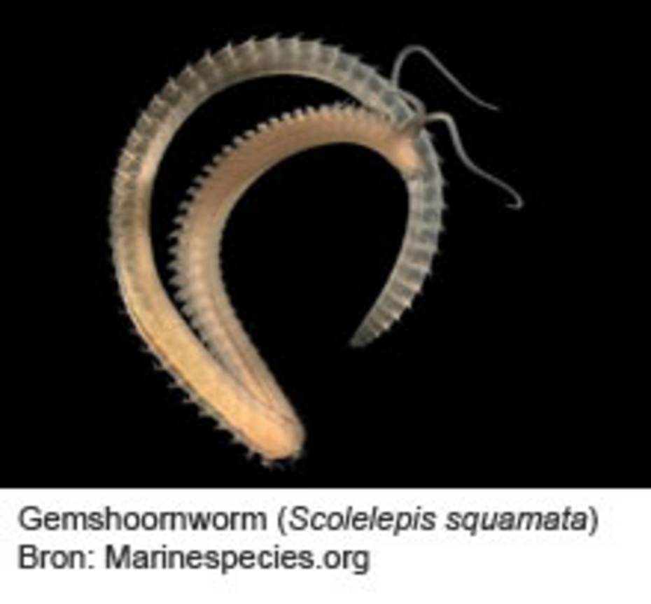 Gemshoornworm. Bron: Marinespecies.org