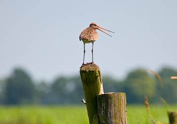 Grutto. Foto: Kening fan 'e Greide