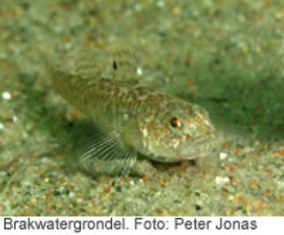Brakwatergrondel. Foto: Peter Jonas