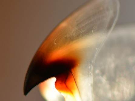 Detail van de bek van de pijlinktvis. Foto: Wikimedia