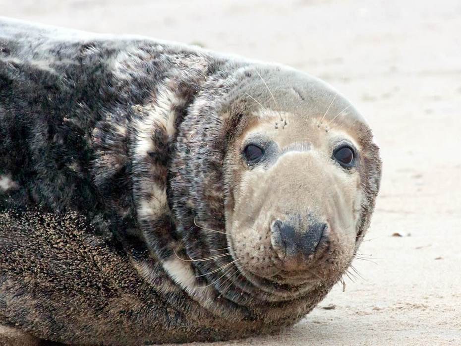 Ruiende grijze zeehond. Foto: Saxifraga-Bart Vastenhouw