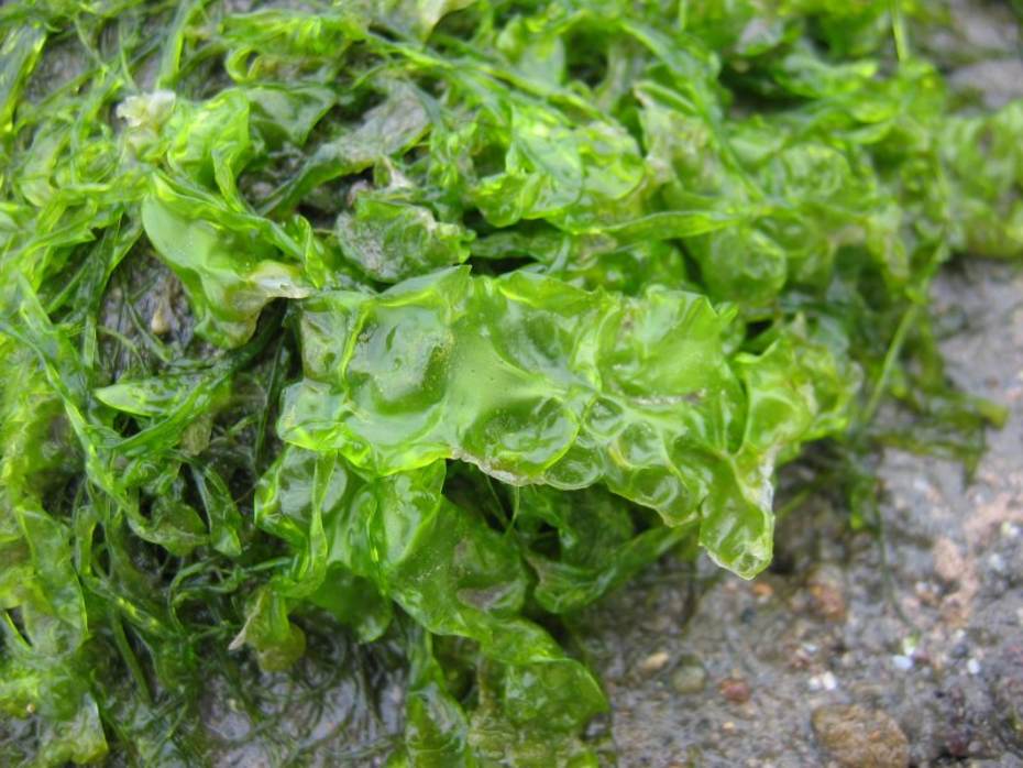 Zeesla (Ulva Lactuca) Bron: Wikimedia https://commons.wikimedia.org/wiki/File:Ulva_lactuca.jpeg Zeesla (Ulva Lactuca) Bron: Wikimedia https://commons.wikimedia.org/wiki/File:Ulva_lactuca.jpeg