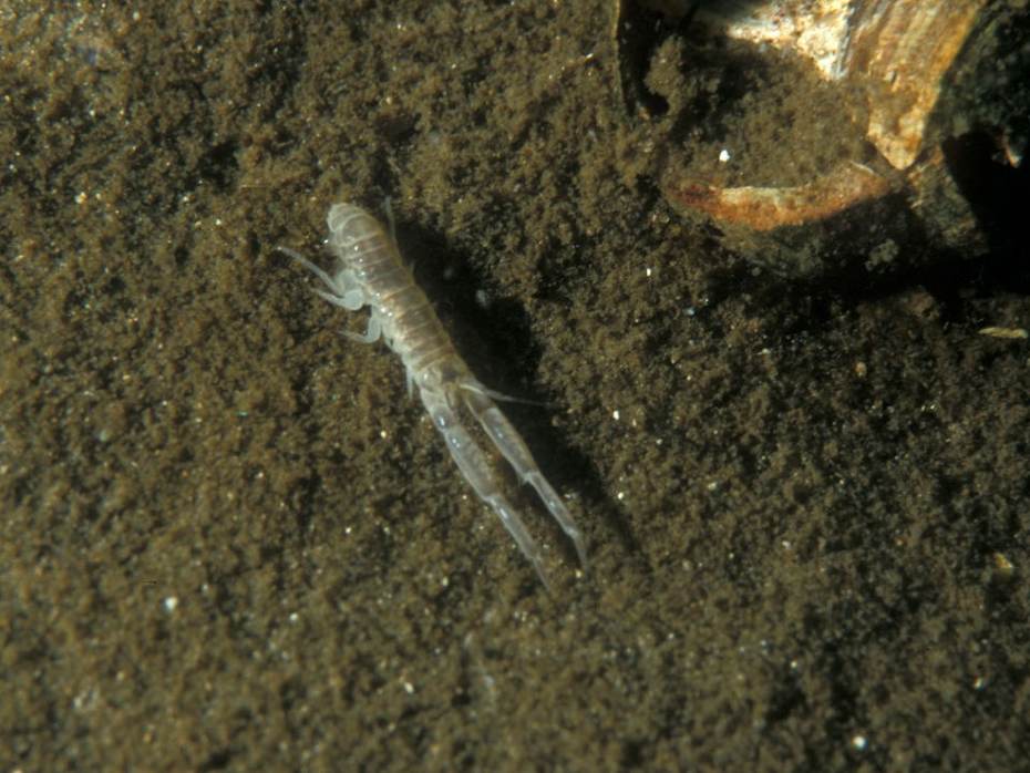 Slijkgarnaal (Corophium volutator). Foto Eric Gibcus via saxifraga