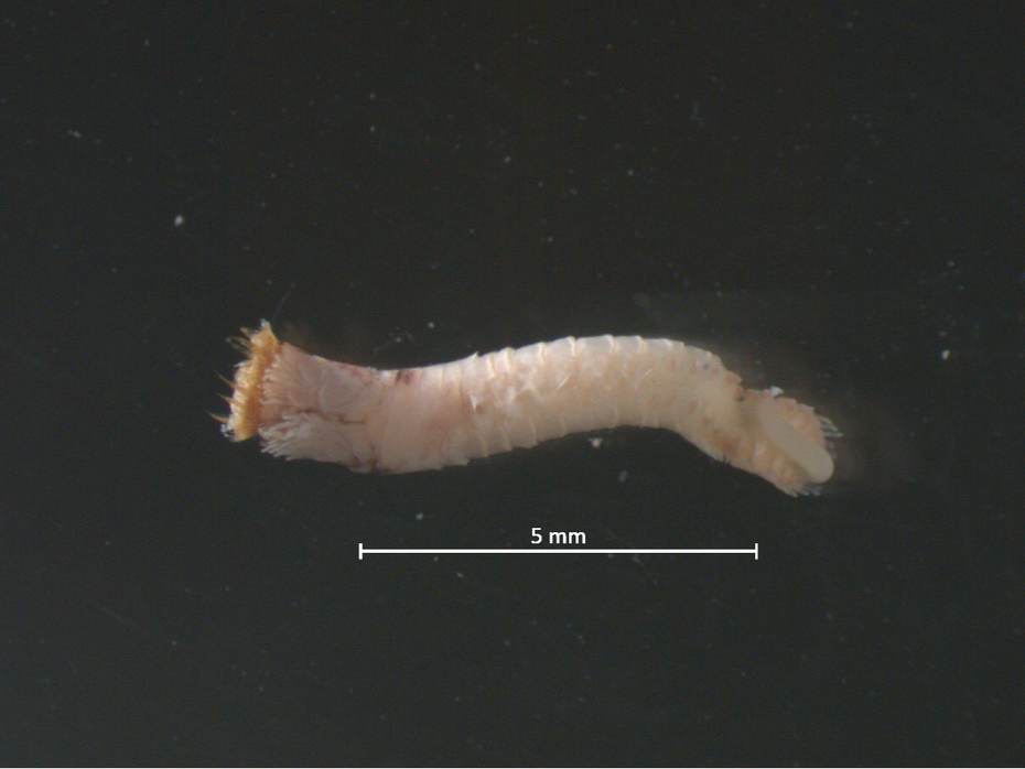 Gevonden exemplaar Sabellaria spinulosa (zandkokerworm). Foto: Martin Baptist