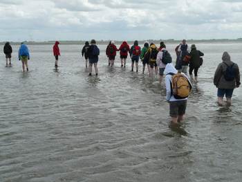Wadlopers waen door het water. Foto: Hans Braxmeijer via Pixabay