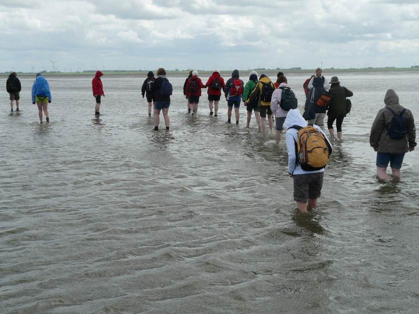 Wadlopers waen door het water. Foto: Hans Braxmeijer via Pixabay