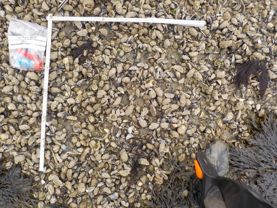 Metingen in de oester-mosselbank bij Griend. Foto: Caterina Coral