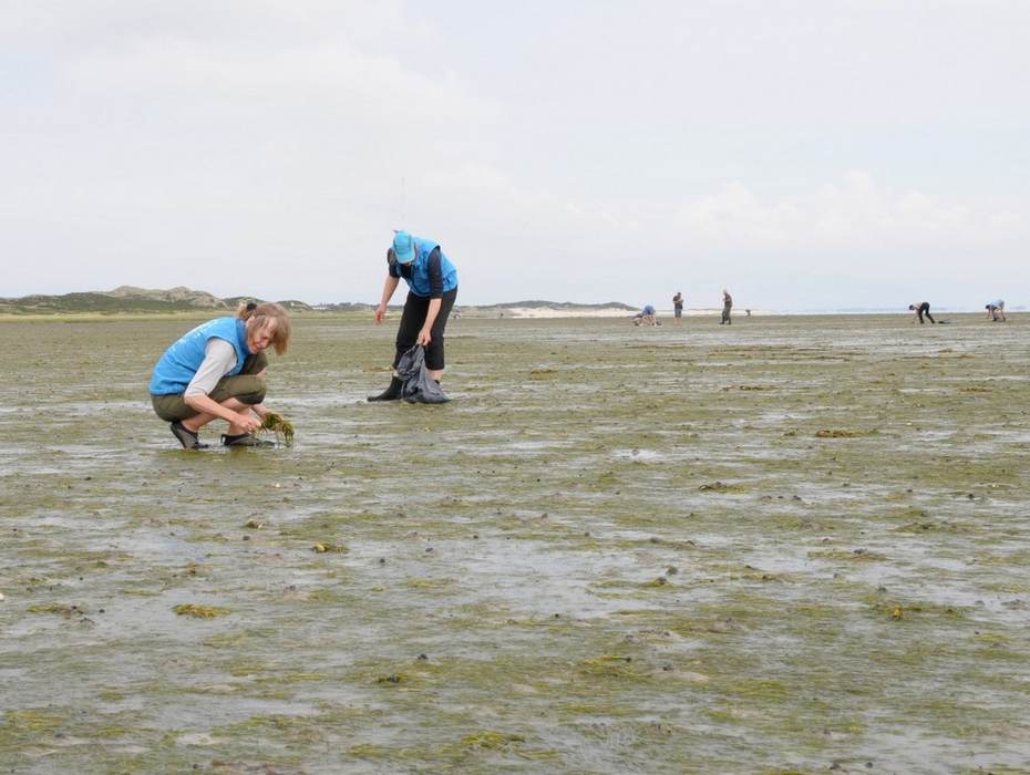 Zeegras plukken op Sylt (foto Frank Kruk)