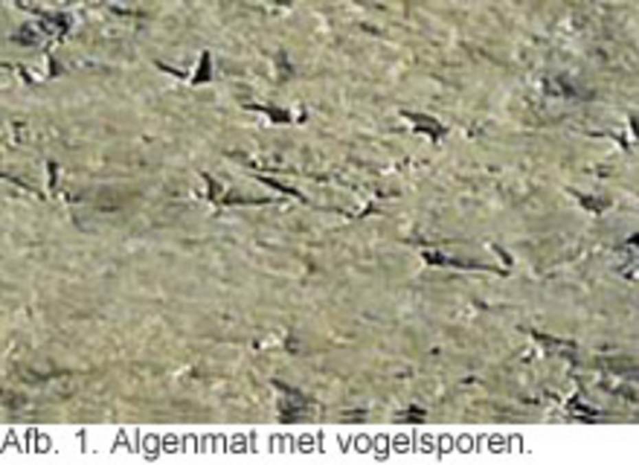 Afb. 1. Algenmat met vogelsporen.